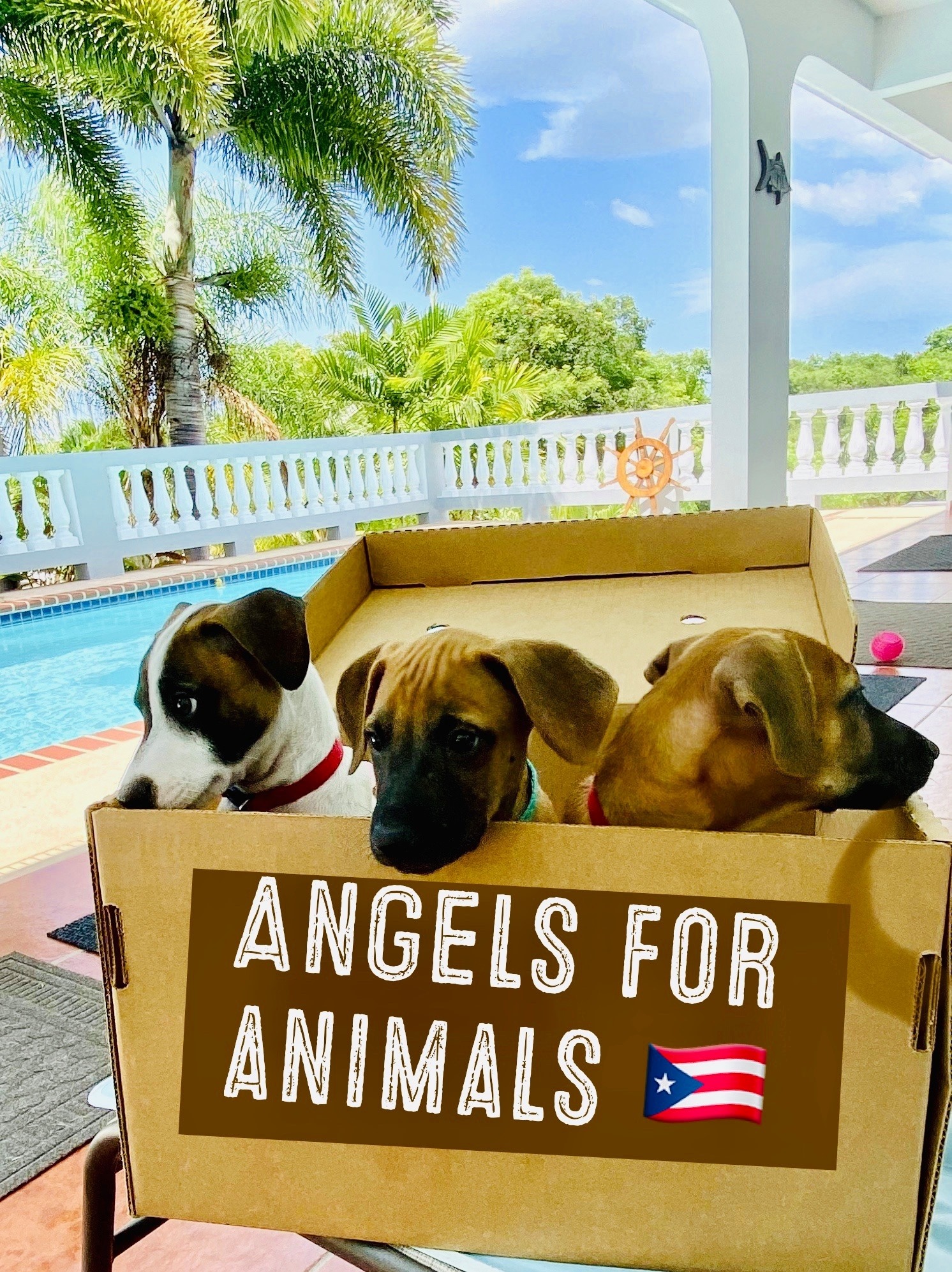 Angels For Animals Corporation