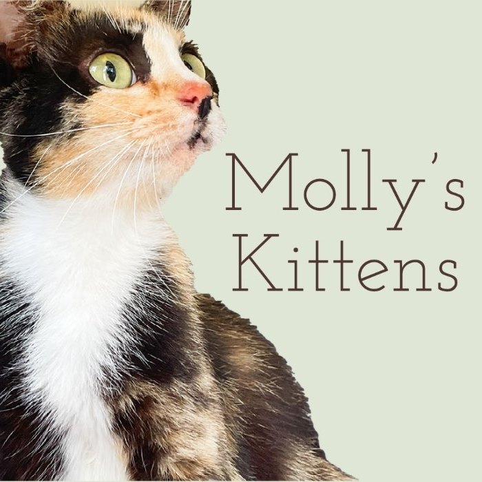 Molly's kittens