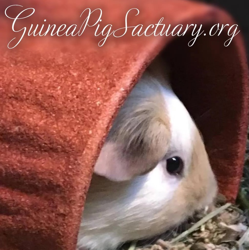 Guinea Pig Sanctuary