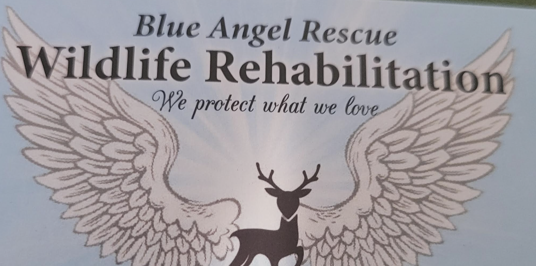 Blue Angel Rescue Wildlife Rehabilitation