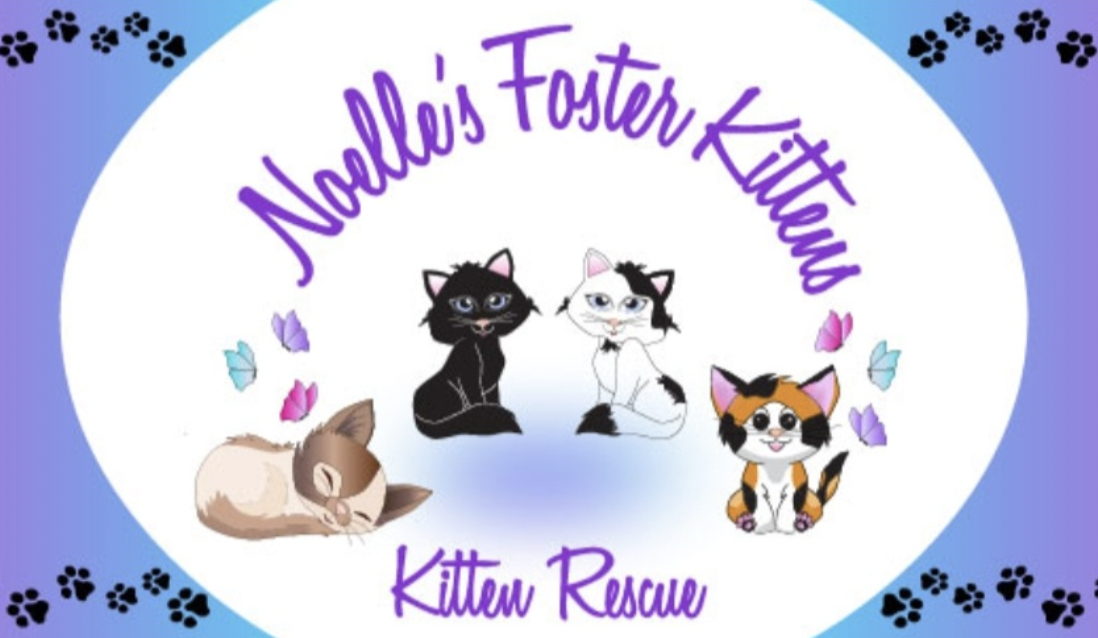 Noelle's Foster Kittens