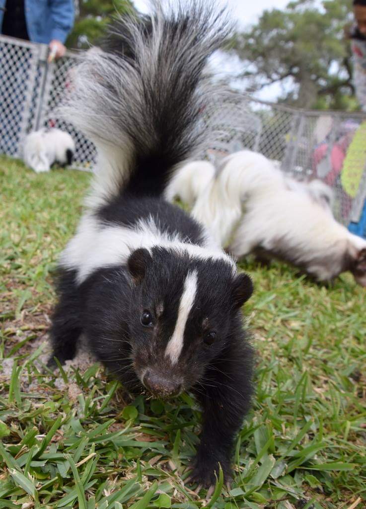 Florida Skunk Rescue Inc.