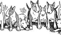 Bull Terrier Rescue Inc.