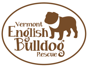 Vermont English Bulldog Rescue