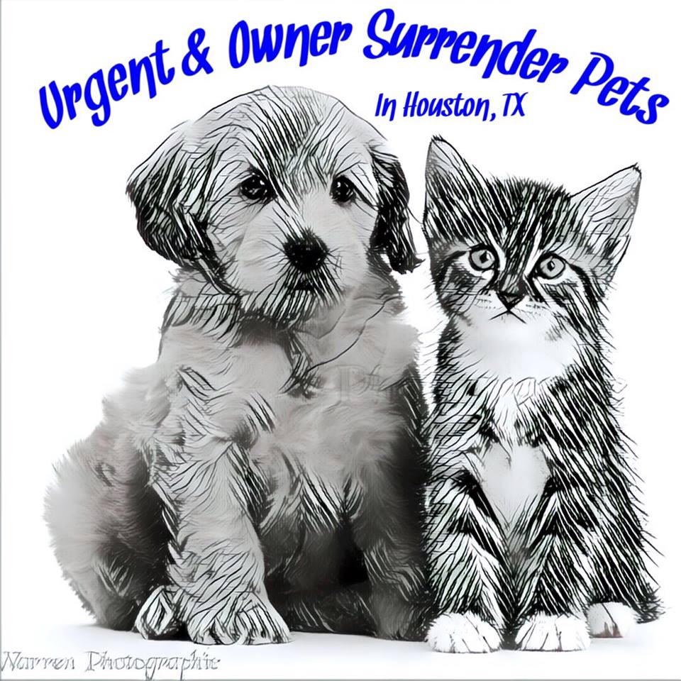 Urgent and Owners Surrender Pets in Houston, TX