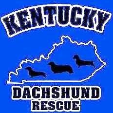 Kentucky Dachshund rescue