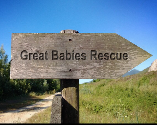 Great Babies Rescue