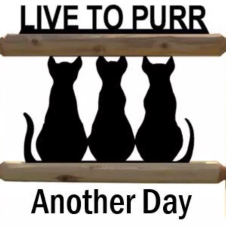 live to purr another day rescue