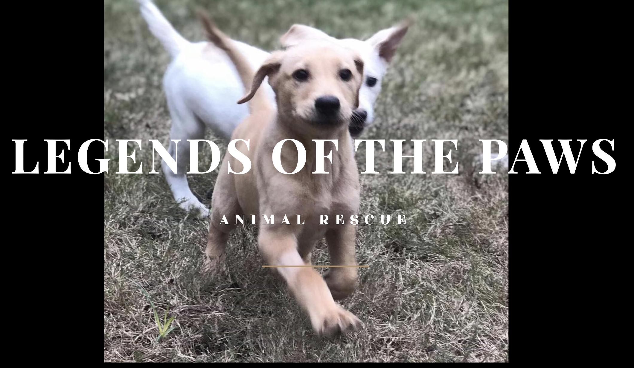 Legends Of The Paws Animal Rescue