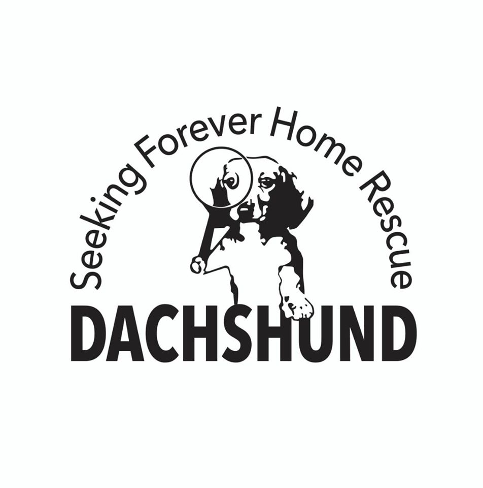 Dachshund Seeking Forever Home