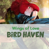 Wings of Love Bird Haven, Inc.