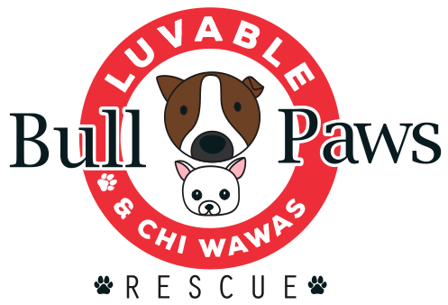 Bull Luv Able Paws Rescue