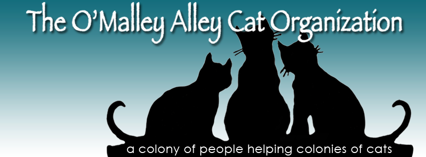 O'Malley Alley Cat - Tyler