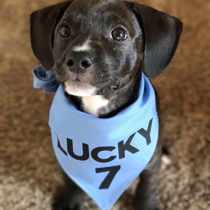 Lucky 7 Dog Rescue