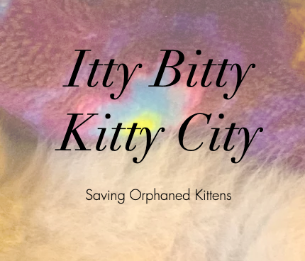 Itty Bitty Kitty City