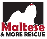 Maltese & More Rescue 