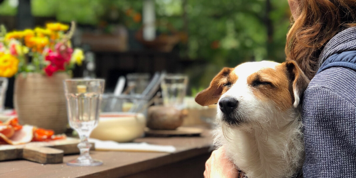 dog at table