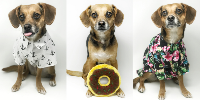 Beagle Dog Styled Three Ways