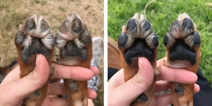 Before and After Dog Paws