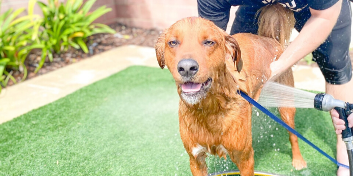 golden retriever