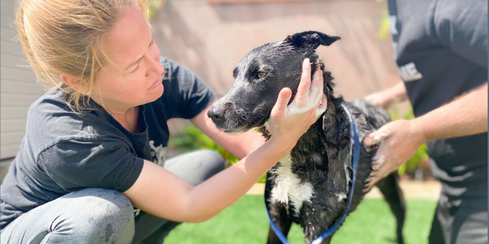 dog washing