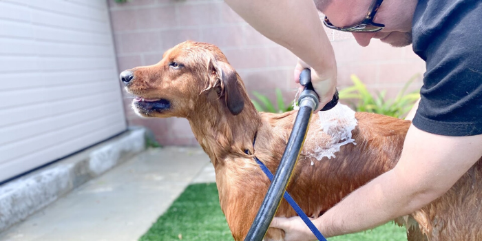 home dog grooming