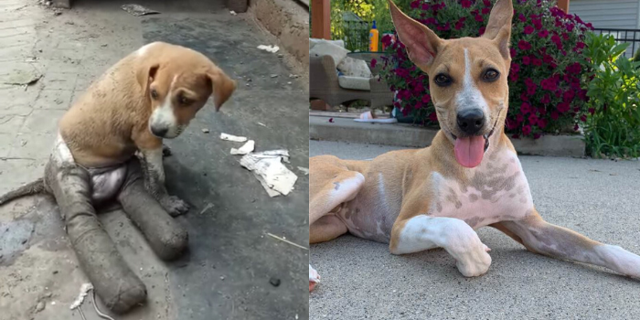 before and after stray dog healing