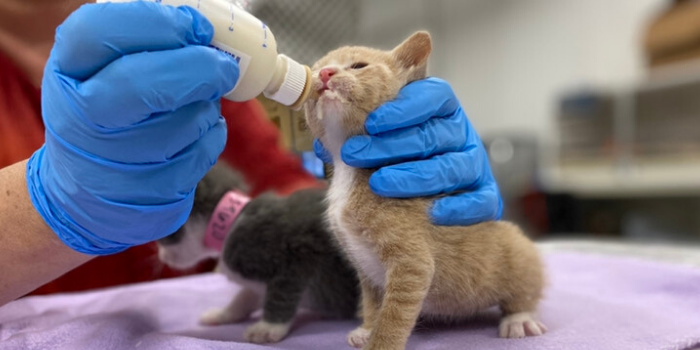 kitten being bottle fed