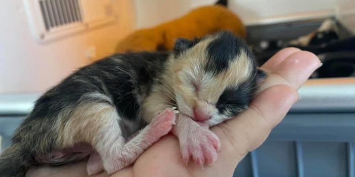 neonatal kitten