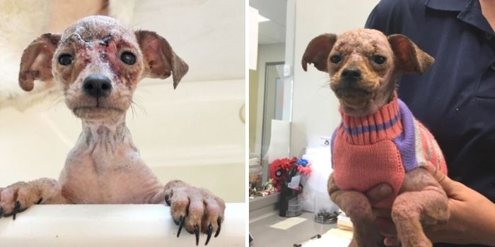 chihuahua before and after photos